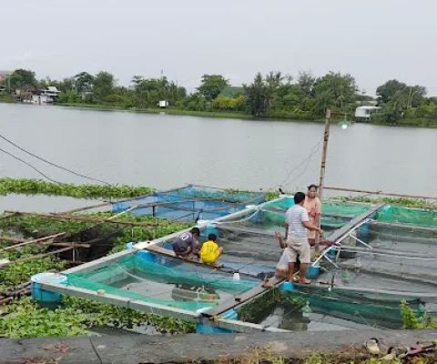 Pembibitan NurNas Farm (Nila Merah dan Hitam, Mas Majalaya, Bawal, Gurame)