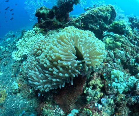 Coral Garden Diving Spot