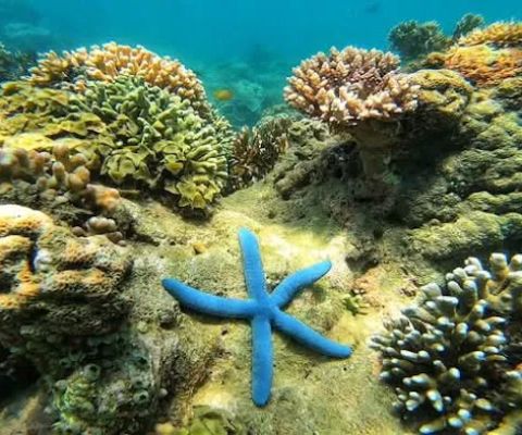 Gili Asahan