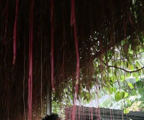 Greenhouse Siwalankerto RW 05