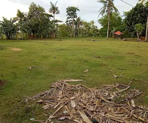 Tanah pak Nyoman Sueta