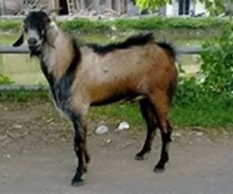 AQIH FARM