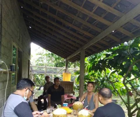 Kebun Kakao Komang Wirahadi