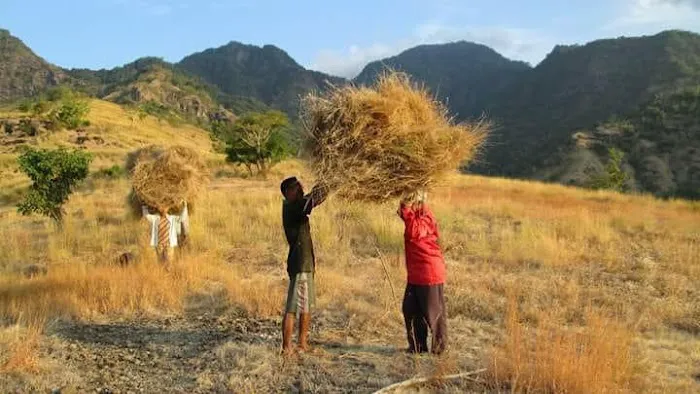 Trekking mountain 2