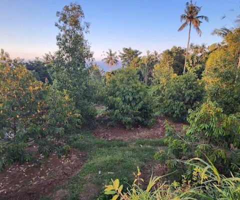 Kebun durian premium bio green 1