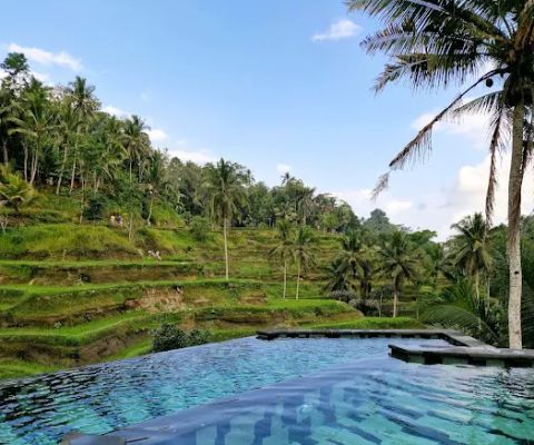 Rice Field