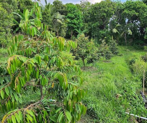 Kebun durian premium bio green 2