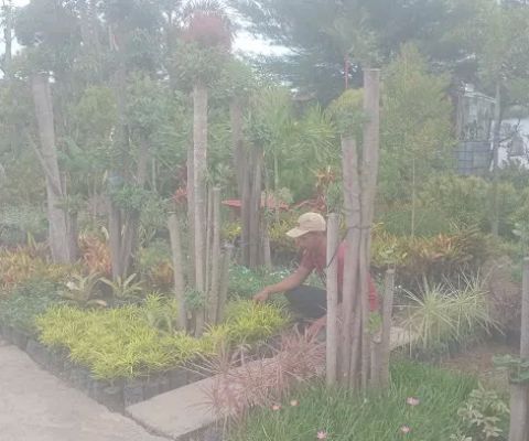 Tukang taman makassar Hendrik