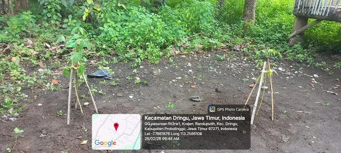 Pohon Randu RT 03 0