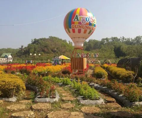 Taman Bunga Celosia Argosekar