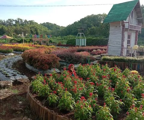 Taman Bunga Celosia