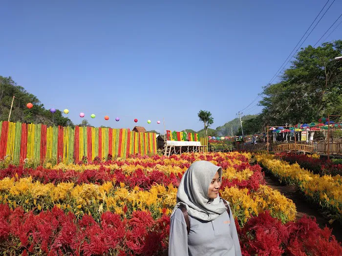 Taman Bunga Celosia 5
