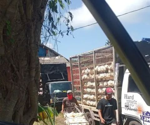 Kandang ayam MASTUR