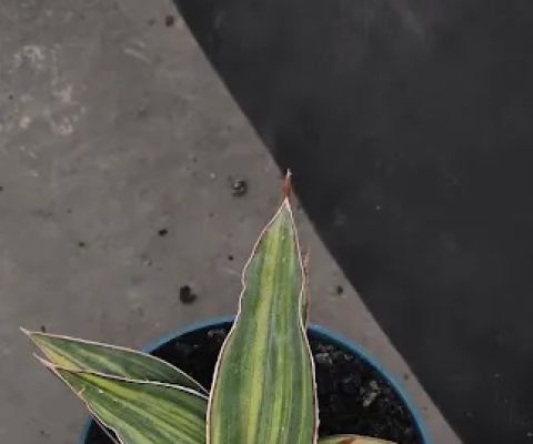 Chiko Chimote Sansevieria