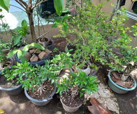 Taman Bonsai Pak Khofid