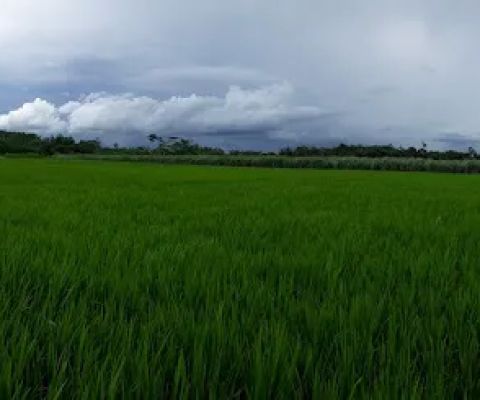 Tempuran village rice fields