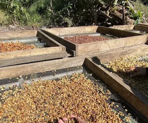 Edu Ecowisata Kopi Sangkabira Sembalun