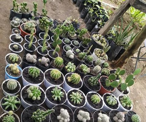 Langit Rinjani (LR) Nursery