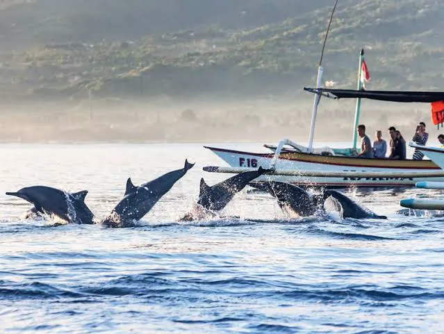 Dolphin Kwak lovina 0
