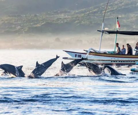 Dolphin Kwak lovina