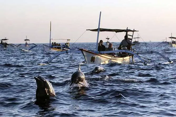 Dolphin Kwak lovina 2