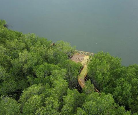 Tracking Mangrove ELS