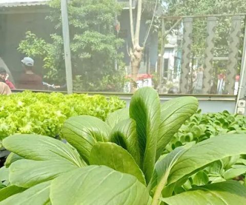 Green House Hidroponik GenBI UINSA