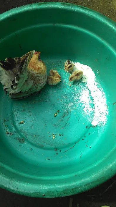 Kandang HAM Canary BF Prob 5