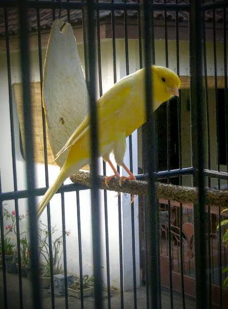 Kandang HAM Canary BF Prob 6