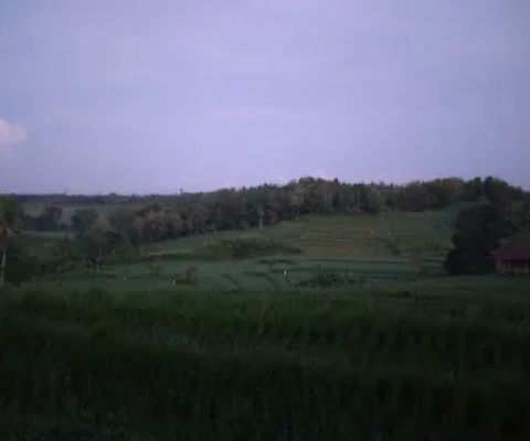 Rice Terrace
