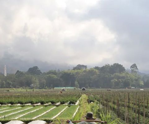 Chili Fields