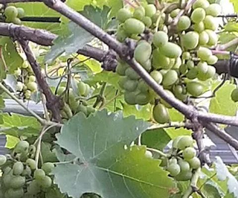 Kebun Anggur import FAUZAN