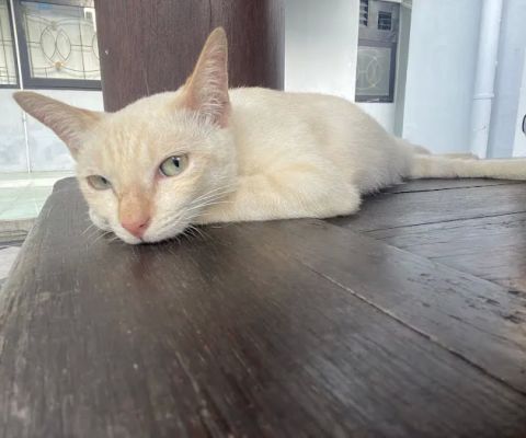 Basecamp Kucing FPsi-FIB
