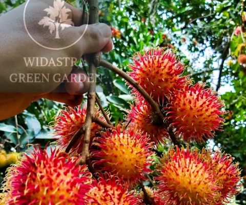 Widastra green garden