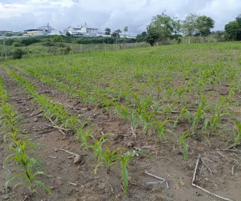 Kebun satianiy