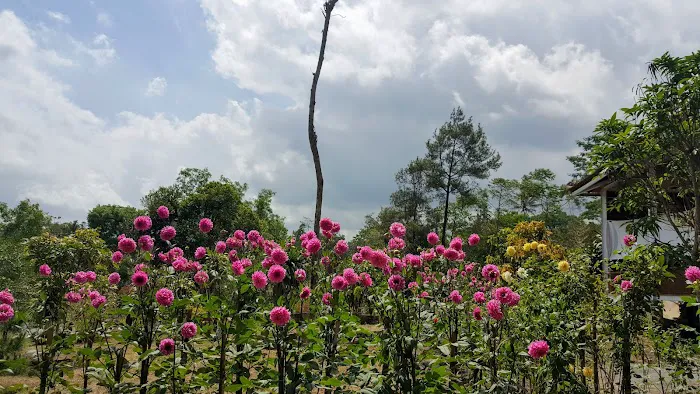 Taman Bunga Kukup Mentari 3