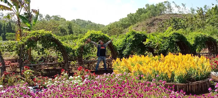 Taman Bunga Celosia Pantai Baron 2