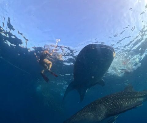 We Love Whale sharks