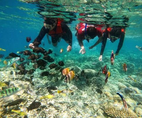 Amed Dolphin Tour