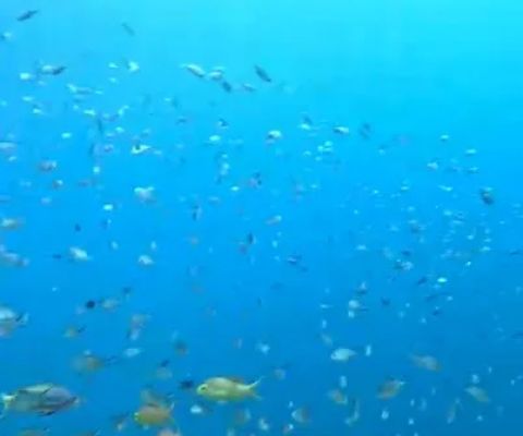 Amed Diving Wall