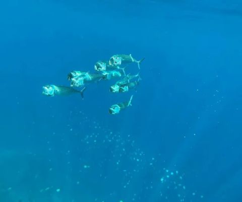 Underwater Temple