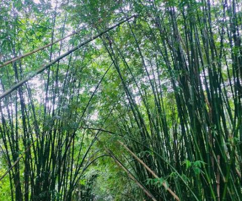 Wisata Hutan Bambu Pattene