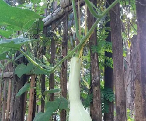 BUTTERNUT SQUASH CIREBON
