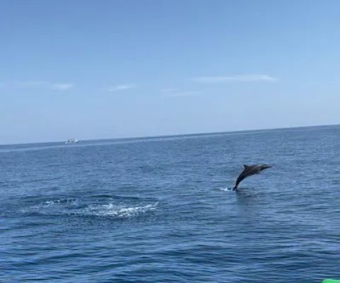 Victory Dolphin Snorkeling Anturan