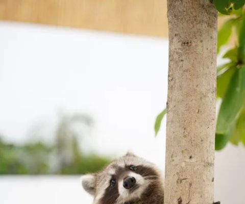 Bali Pet Nirvana