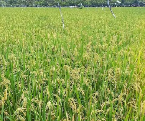 Sawah bagus