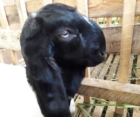 PETERNAKAN KAMBING