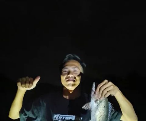 Kokok BELINTAK F7K