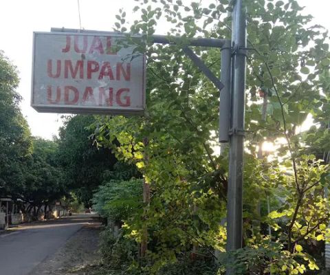 Sup udang umpan