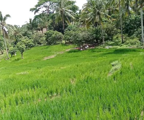ladang solong